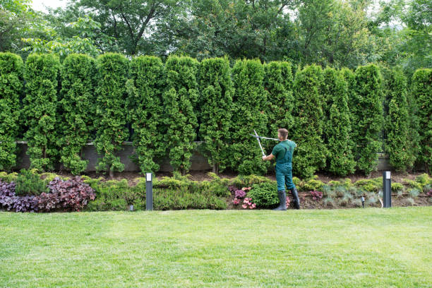 Best Tree Removal  in Monument Hills, CA