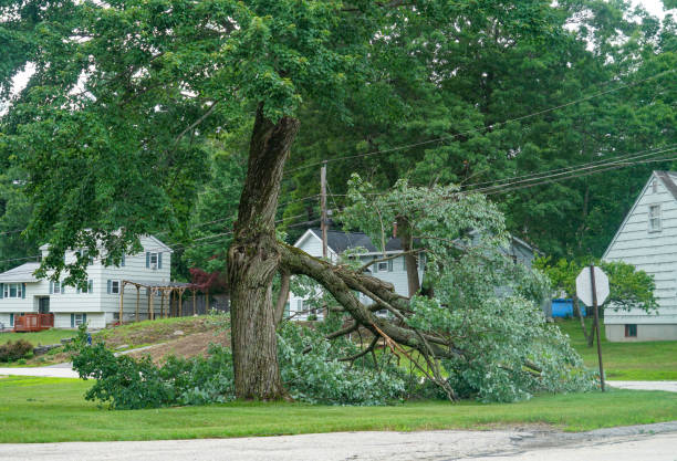 Best Arborist Consultation Services  in Monument Hills, CA