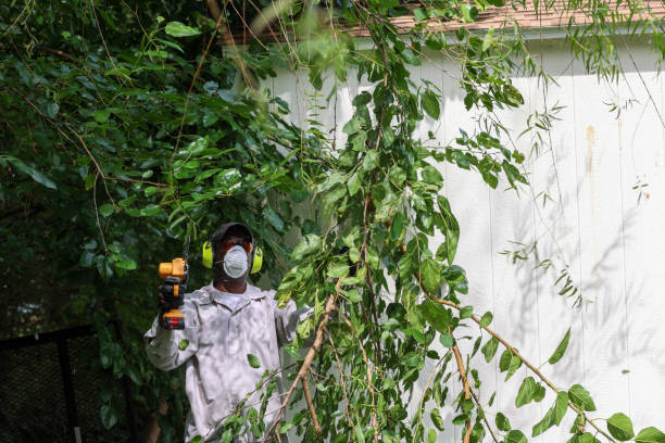  Monument Hills, CA Tree Removal Pros