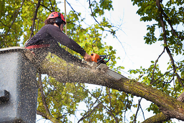 Best Fruit Tree Pruning  in Monument Hills, CA